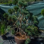 Borovica limbová (Pinus cembra) ´GLAUCA´ - výška 100-120cm, kont. C70L - BONSAJ (-34°C)